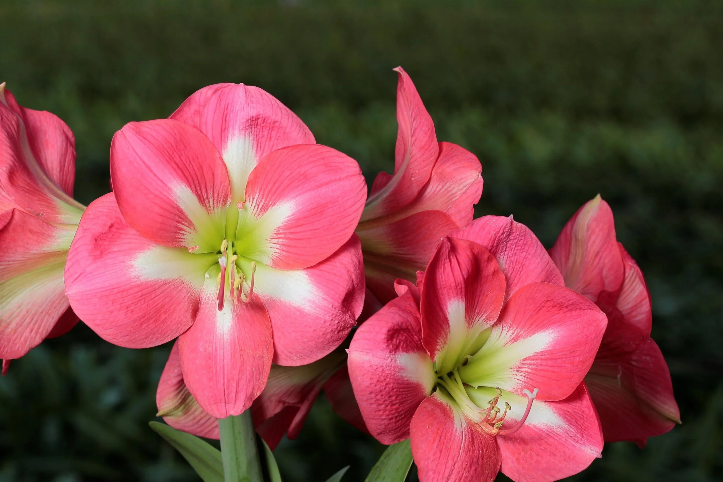 Amaryllis 'Cape Horn' - Omnia Botanica